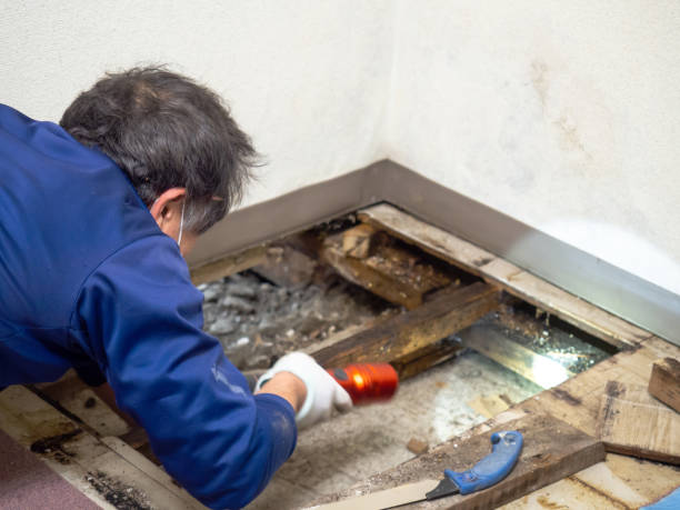 Best Residential Mold Removal  in Stonewood, WV