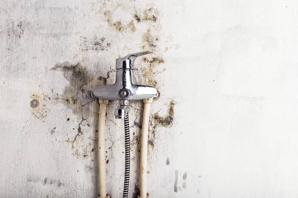 Best Black Mold Removal  in Stonewood, WV