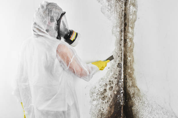 Best Mold Testing and Removal  in Stonewood, WV