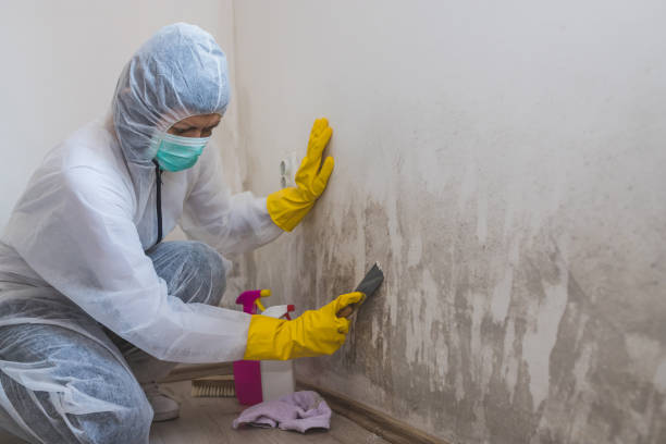 Best Crawl Space Mold Removal  in Stonewood, WV