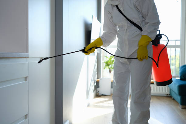 Trusted Stonewood, WV Mold Removal Experts