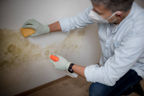 Best Mold Remediation  in Stonewood, WV
