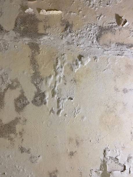 Best Fast Mold Removal  in Stonewood, WV