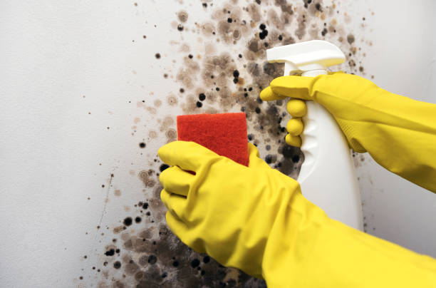 Certified Mold Removal in Stonewood, WV