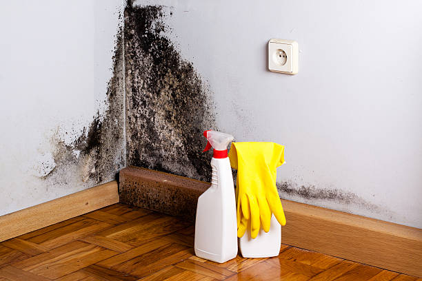 Best Commercial Mold Removal  in Stonewood, WV