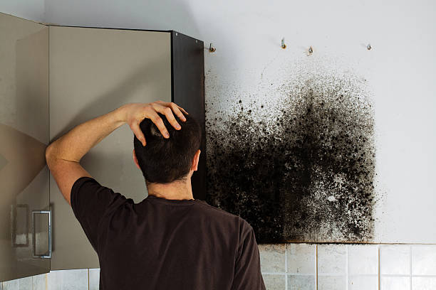 Best Toxic Mold Removal  in Stonewood, WV