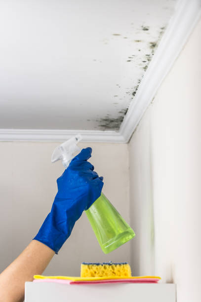 Best Mold Remediation  in Stonewood, WV